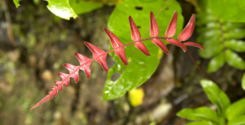 3-Ecuador and the Galapagos -Bellavista Cloud Forest Reserve on Equator, Ecuador