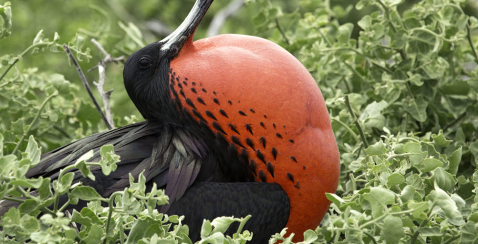 6-Ecuador and the Galapagos-Male Magnificent Frigate Bird, North Seymour Island, Galapagos